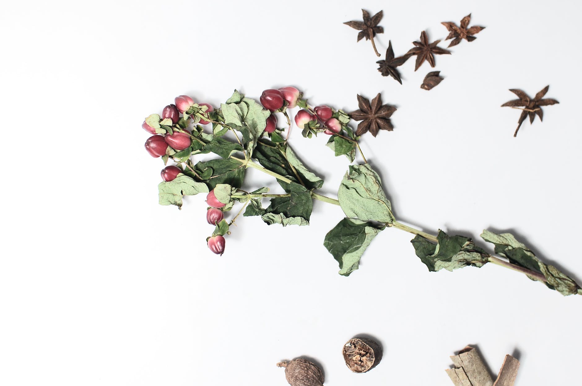 hypericum with dried green leaves near anise and nutmegs