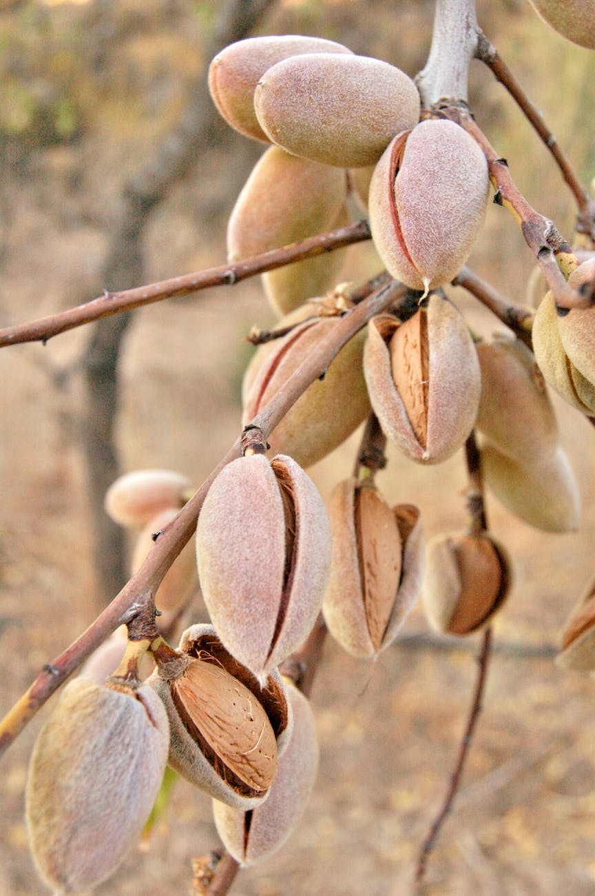 brown pistachio nut lot