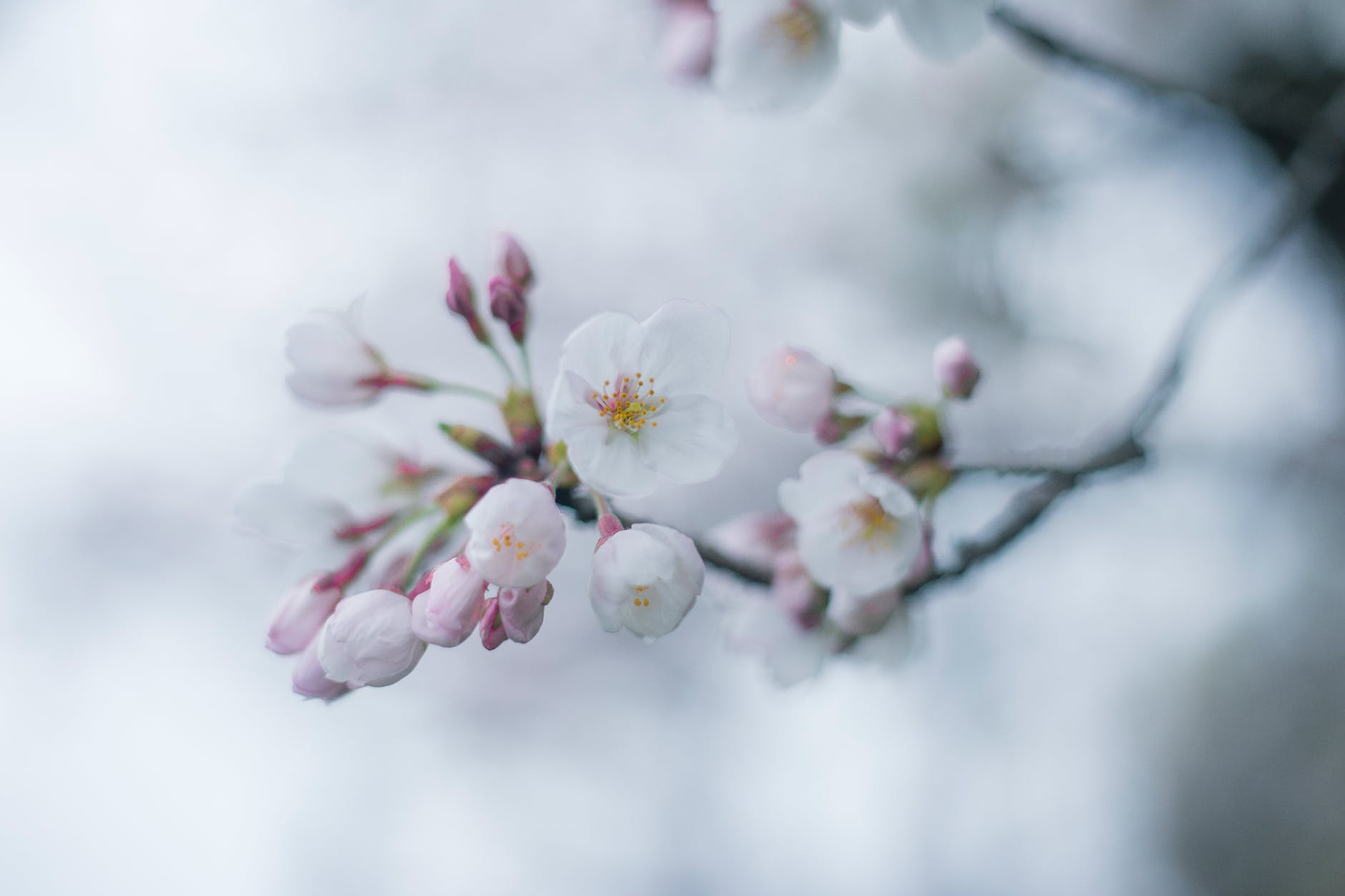 close up of a flower on a blossoming almond tree