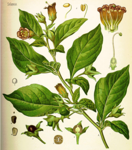 Belladonna: Exploring the Mythology and Folklore of Deadly Nightshade ...